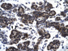 Antibody used in IHC on Human pancreas.