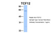 Antibody used in WB on Hum. Fetal Brain at 1 ug/ml.