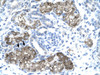 Antibody used in IHC on Human kidney.