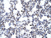 Antibody used in IHC on Human Lung.