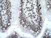 Antibody used in IHC on Human Intestine.