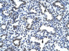 Antibody used in IHC on Human Lung.