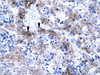 Antibody used in IHC on Human Liver.