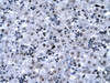 Antibody used in IHC on Human Liver.