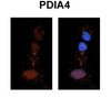 Antibody used in IHC on Rat Brain.