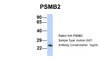 Antibody used in WB on Human 293T at 1 ug/ml.