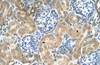 Antibody used in IHC on Human kidney.