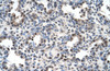 Antibody used in IHC on Human Lung.