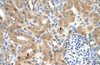 Antibody used in IHC on Human kidney.