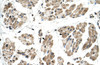 Antibody used in IHC on Human Muscle.