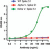 <strong>Figure 2 ELISA Validation of Delta Variant Spike S1 Antibodies with SARS-CoV-2 Delta Variant Spike S1 Protein </strong><br>
Coating Antigen: SARS-CoV-2 spike S1 proteins, WT, Alpha and Delta variants, 1 &#956;g/mL, incubated at 4 &#730;C overnight.
Detection Antibodies: SARS-CoV-2 Spike P681R (Delta Variant) antibody, PM-9677, dilution: 0.3-1000 ng/mL, incubated at RT for 1 hr.
Secondary Antibodies: Goat anti-mouse HRP at 1:5, 000, incubated at RT for 1 hr.
<strong>SARS-CoV-2 Spike P681R (Delta Variant) antibody specifically detects spike S1 protein of Delta variant, but not WT and Alpha variant.</strong>