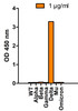 <strong>Figure 1 SARS-Cov-2 Spike P681R (Delta Variant) Antibodies Specifically Detect Delta Variant Spike S1 Protein in an ELISA </strong><br>
Coating Antigen: SARS-CoV-2 spike S1 proteins WT, alpha variant (B.1.1.7) , beta variant (B.1.351) , gamma variant (P.1) , delta variant (B.1.617.2) , mu variant (B.1.621) , and omicron variant (B.1.1.529) , 1 &#956;g/mL, incubated at 4 &#730;C overnight.
Detection Antibodies: SARS-CoV-2 Spike P681R (Delta Variant) antibody, PM-9680, 1 &#956;g/mL, incubated at RT for 1 hr.
Secondary Antibodies: Goat anti-mouse HRP at 1:5, 000, incubated at RT for 1 hr.