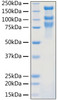 SARS-CoV-2 (COVID-19) S1+S2 ECD (S-ECD) recombinant protein was determined by SDS-PAGE with Coomassie Blue, showing bands around 80, 110, 180 kDa.
