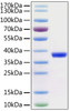 SARS-CoV-2 (COVID-19) 3C-like proteinase was determined by SDS-PAGE with Coomassie Blue, showing a band at 38 kD.