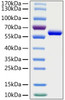 SARS-CoV-2 (COVID-19) spike RBD recombinant protein was determined by SDS-PAGE with Coomassie Blue, showing a band at 60 kD.