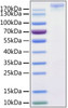 SARS-CoV-2 (COVID-19) S1+S2 ECD (S-ECD) recombinant protein was determined by SDS-PAGE with Coomassie Blue, showing a band at 170-220 kDa.