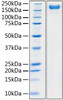 Recombinant SARS-COV-2 S1+S2 ECD (S-ECD) Protein with His tag was determined by SDS-PAGE with Coomassie Blue, showing a band at 180 kDa.