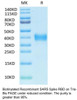 SARS Biotinylated Spike RBD Recombinant Protein | 10-212