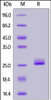Human FGF-21, His Tag on SDS-PAGE under reducing (R) condition. The gel was stained overnight with Coomassie Blue. The purity of the protein is greater than 90%.