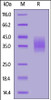 Rat CLEC12A, His Tag on SDS-PAGE under reducing (R) condition. The gel was stained overnight with Coomassie Blue. The purity of the protein is greater than 90%.