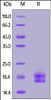 Human PD-L1 (19-134) , His Tag on SDS-PAGE under reducing (R) condition. The gel was stained overnight with Coomassie Blue. The purity of the protein is greater than 95%.