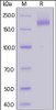 SARS S protein (R667A, K968P, V969P) , His Tag on SDS-PAGE under reducing (R) condition. The gel was stained overnight with Coomassie Blue. The purity of the protein is greater than 95%.