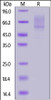Biotinylated Human PSGL-1, His, Avitag on SDS-PAGE under reducing (R) condition. The gel was stained overnight with Coomassie Blue. The purity of the protein is greater than 90%.
