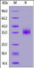 Cynomolgus NKp46, His Tag on SDS-PAGE under reducing (R) condition. The gel was stained overnight with Coomassie Blue. The purity of the protein is greater than 90%.