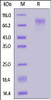 Human CD34, His Tag on SDS-PAGE under reducing (R) condition. The gel was stained overnight with Coomassie Blue. The purity of the protein is greater than 90%.