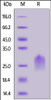 Human PVRIG, His Tag on SDS-PAGE under reducing (R) condition. The gel was stained overnight with Coomassie Blue. The purity of the protein is greater than 90%.