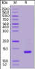 Human GDF-2, Tag Free on SDS-PAGE under reducing (R) condition. The gel was stained overnight with Coomassie Blue. The purity of the protein is greater than 95%.
