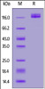 Human ENPP3, His Tag on SDS-PAGE under reducing (R) condition. The gel was stained overnight with Coomassie Blue. The purity of the protein is greater than 90%.