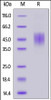 Human FGFR2 (IIIc) , His Tag on SDS-PAGE under reducing (R) condition. The gel was stained overnight with Coomassie Blue. The purity of the protein is greater than 90%.