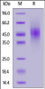 Human FGFR2 (IIIb) , His Tag on SDS-PAGE under reducing (R) condition. The gel was stained overnight with Coomassie Blue. The purity of the protein is greater than 90%.