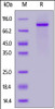 Human NOTCH2, Fc Tag on SDS-PAGE under reducing (R) condition. The gel was stained overnight with Coomassie Blue. The purity of the protein is greater than 95%.