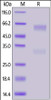 Biotinylated SARS-CoV-2 Nucleocapsid protein, His, Avitag™ on SDS-PAGE under reducing (R) condition. The gel was stained overnight with Coomassie Blue. The purity of the protein is greater than 90%.