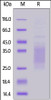 Mouse TREM2, His, Tag on SDS-PAGE under reducing (R) condition. The gel was stained overnight with Coomassie Blue. The purity of the protein is greater than 90%.