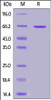 Human Syndecan-1, Fc Tag on SDS-PAGE under reducing (R) condition. The gel was stained overnight with Coomassie Blue. The purity of the protein is greater than 95%.