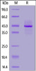 Biotinylated Human Syndecan-1, His, Avitag™ on SDS-PAGE under reducing (R) condition. The gel was stained overnight with Coomassie Blue. The purity of the protein is greater than 90%.