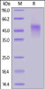 Biotinylated Human TNFR2, His, Avitag™ on SDS-PAGE under reducing (R) condition. The gel was stained overnight with Coomassie Blue. The purity of the protein is greater than 90%.