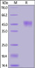 Cynomolgus CD24, Fc Tag on SDS-PAGE under reducing (R) condition. The gel was stained overnight with Coomassie Blue. The purity of the protein is greater than 90%.