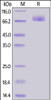 SARS-CoV-2 S2 protein, His Tag on SDS-PAGE under reducing (R) condition. The gel was stained overnight with Coomassie Blue. The purity of the protein is greater than 95%.