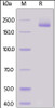 Human Siglec-1, His Tag on SDS-PAGE under reducing (R) condition. The gel was stained overnight with Coomassie Blue. The purity of the protein is greater than 95%.