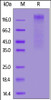 HCoV-NL63 S1 protein, His Tag on SDS-PAGE under reducing (R) condition. The gel was stained overnight with Coomassie Blue. The purity of the protein is greater than 90%.