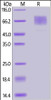 Mouse GUCY2C, His Tag on SDS-PAGE under reducing (R) condition. The gel was stained overnight with Coomassie Blue. The purity of the protein is greater than 90%.