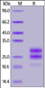 Mouse IL-17F, His Tag on SDS-PAGE under reducing (R) condition. The gel was stained overnight with Coomassie Blue. The purity of the protein is greater than 90%.