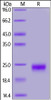 Cynomolgus IL-17F, His Tag on SDS-PAGE under reducing (R) condition. The gel was stained overnight with Coomassie Blue. The purity of the protein is greater than 95%.
