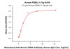 Immobilized Human PSMA, Fc Tag at 2 ug/mL (100 uL/well) can bind Monoclonal Anti-Human PSMA Antibody, Human IgG1 with a linear range of 0.1-2 ng/mL (QC tested) .