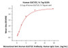 Immobilized Human GUCY2C, Fc Tag at 5 ug/mL (100 uL/well) can bind Monoclonal Anti-Human GUCY2C Antibody, Human IgG1 with a linear range of 0.3-5 ng/mL (QC tested) .