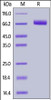 Human EphA4, His Tag on SDS-PAGE under reducing (R) condition. The gel was stained overnight with Coomassie Blue. The purity of the protein is greater than 95%.